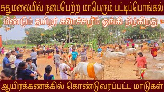 🛑சற்றுமுன் சுதுமலை முருகமூர்த்தி கோவிலில் நடைபெற்ற பட்டி பொங்கல் திருவிழா🛑