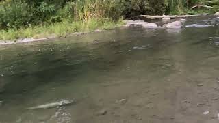 ഒരു ലോഡ് Salmon 🐟 | Bowmanville Creek | Canada