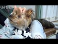 【ヨークシャテリア】不安定な場所が落ち着くヨークシャテリア【yorkshire terrier】