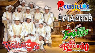 Lo Mejor de la Banda Romántica💖 Éxitos de Pequeños Musical, Cuisillos, Banda Machos, Maguey, Recodo