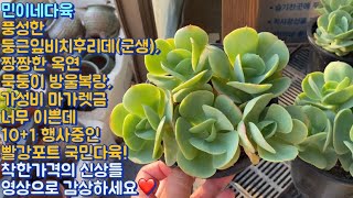 민이네다육/풍성한 둥근잎비치후리데,가격 좋은 마가렛금,짱짱한 옥연 등 신상다육 소개영상/문자주문 010-6863-0625/경기도 용인시 처인구 남사읍 천덕산로 285