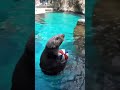 Meet the basketball-playing otter