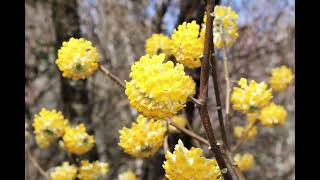 城山かたくりの里の花々　その２