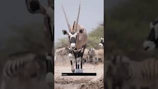 Oryx Shorts #shorts #animalshorts #animals #mammals #wildlife #wildlifeanimals #wild #oryx #desert