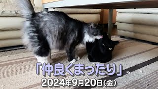 我が家の猫たち「仲良くまったり」2024年9月20日(金) \