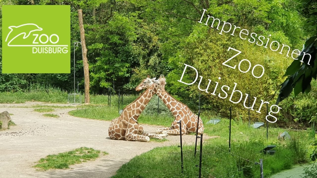 Zoo Duisburg - Impressionen Aus Dem Zoo - YouTube