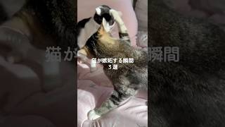 猫が嫉妬する瞬間3選 #猫 #ねこ #保護猫 #ねこのいる生活 #猫のいる暮らし #雑学 #猫との暮らし #猫好きさんと繋がりたい #猫動画 #猫のいる生活 #猫好き VOICEVOX:ずんだもん