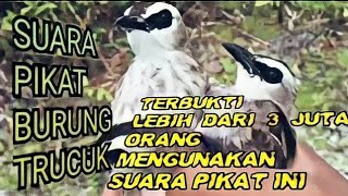 SUARA PIKAT BURUNG TRUCUK TRUCUKAN Burci RIBUT Bird trap sound