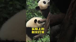 百变花花，你确定你真的了解她吗？#和花 #大熊猫 #熊猫果赖 #Panda