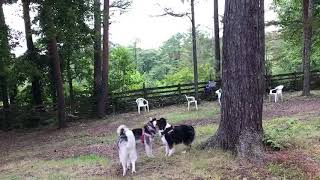 【ドッグラン】清里丘の公園（ハスキーオフ会）