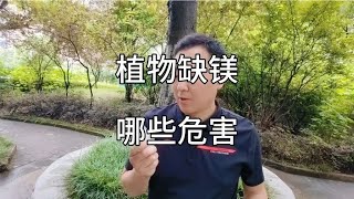 植物缺镁有哪些危害？如何补充镁肥？镁有哪些作用？