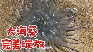 这海葵气场也太强大了，竟然把铁锹给挖断了，真是太猛了【大齐赶海】