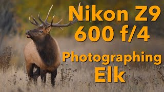 Nikon Z9 - 600 f/4 Photographing Elk in Grand Teton NP