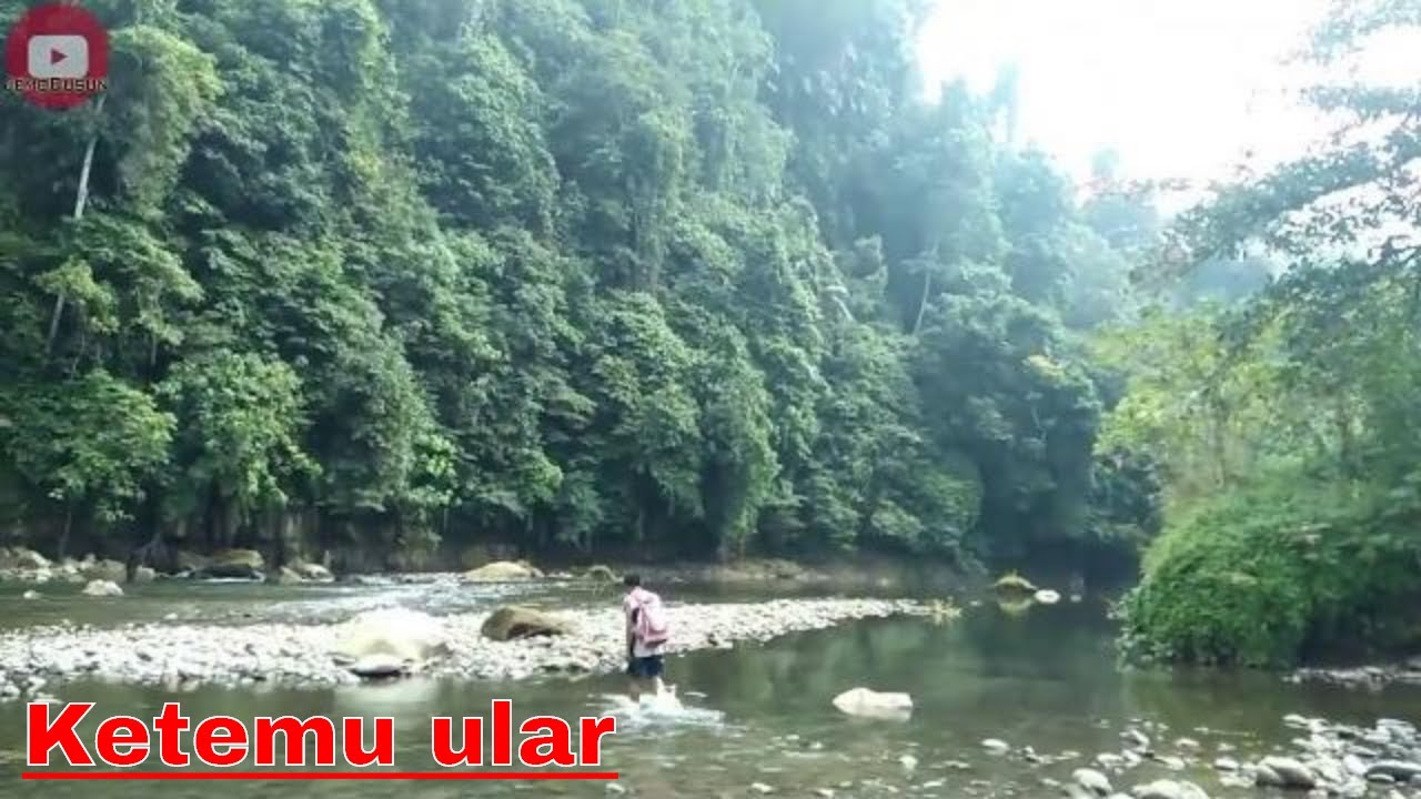 MENOMBAK IKAN SIDAT PELUS BESAR DI SUNGAI MALAM HARI MENYELAM MEMANAH ...