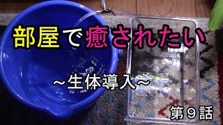 【アクアリウム】60センチ水槽立ち上げ⑨～生体導入～