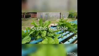 របៀបដាំបន្លែសរីរាង្គ how to grow organic vegetable