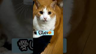 【猫が引いた時の表情】ドン引き　#ぽっちゃり猫 #保護猫 #猫動画