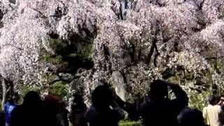 東京駒込六義園：満開の枝垂桜・しだれ桜2011年4月4日