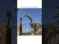 Hilarious Giraffe LIFTS Kid Off Ground!