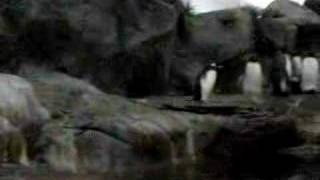 penguins 企鹅们