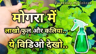 मोगरा पर नहीं आ रहे फूल तो क्या करें |Best Fertilizer For Mogra Plants #plants #mograplant