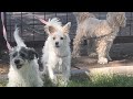 Paw-sitive Vibes: 3 Dogs Friends at the park