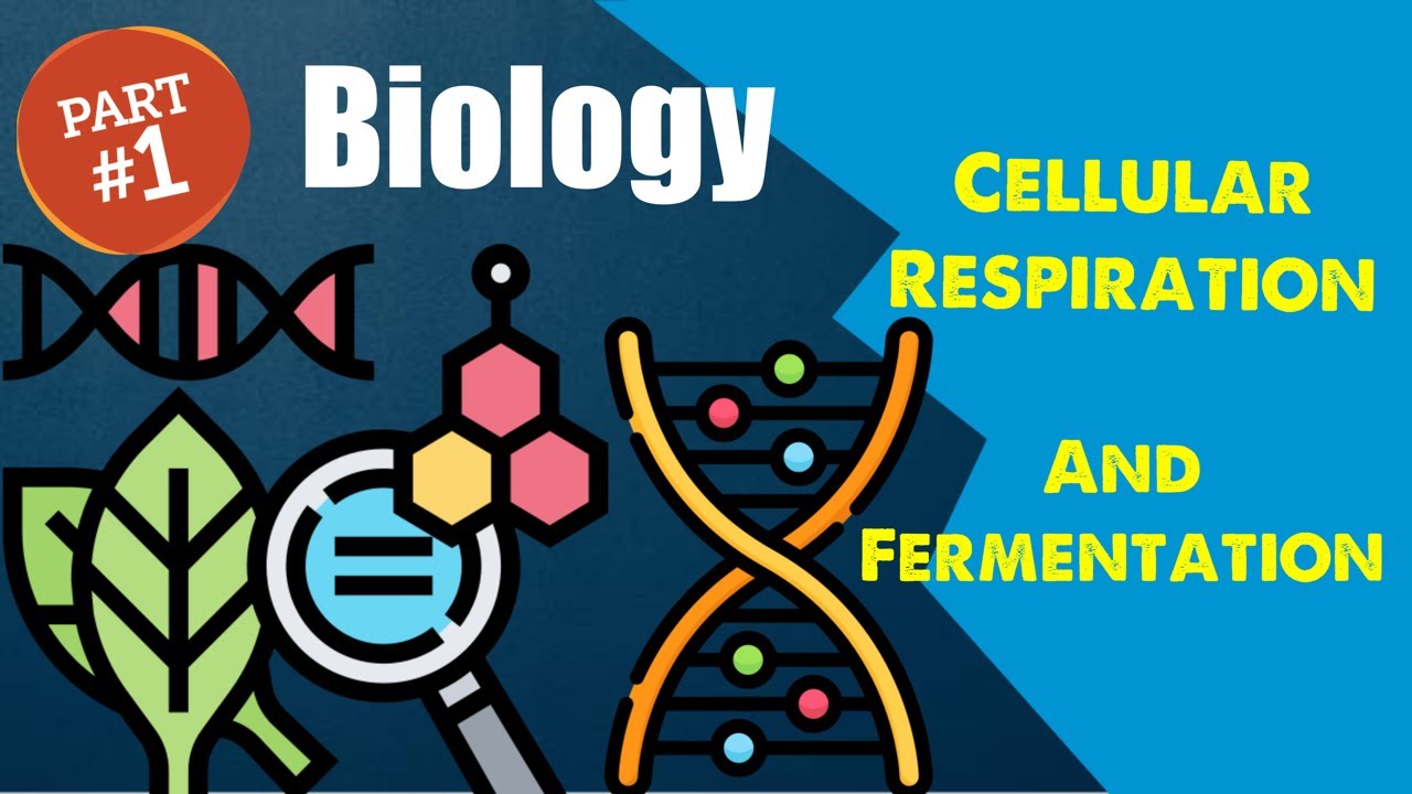 Biology Chapter 9: Cellular Respiration And Fermentation (1/3) - YouTube