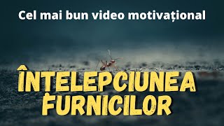 Cel mai bun video motivațional. Înțelepciunea furnicilor | Dezvoltare personală.