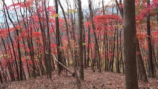 群馬県　中之条町　石尊山の紅葉