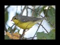 canada warbler identification fall warbler warm up