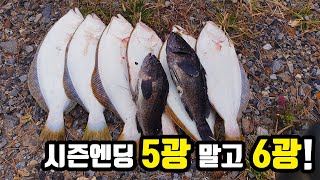 Flatfish (flounder) lure fishing on shoreline