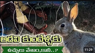 I Built DIY Rabbit Traps \u0026 కుందేలు ఉచ్చులు కట్టే విధానం. Rabbit Hunting