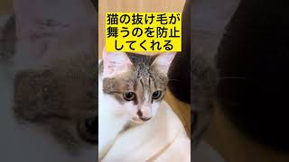 猫アレルギーの僕が空気清浄機を使った時に感じた効果#shorts