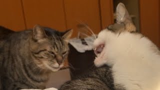 【猫】マジギレニャンコと怒られながらちょっかいを出す猫