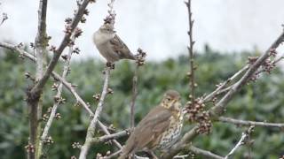 Singdrossel singt, Weibchen kommt dazu - Turdus viscivorus