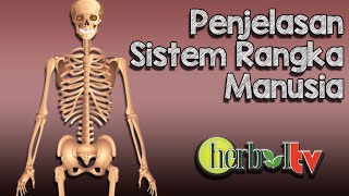 Penjelasan Sistem Rangka Manusia dan Fungsinya