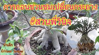 ชวนชมสตอรี่กับน้าเล็ก#:การถอนชวนชมเพื่อเปลี่ยนกระถางง่ายๆ@สวนพี่วินิจ