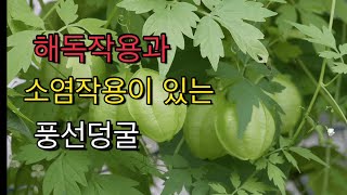 열매가 풍선을 닮았네요. 효능은?