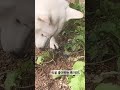 시골개 아니고 도시개 🐕💚