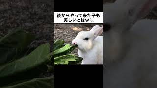 美うさぎだらけで目の保養がはかどる！