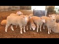 ag working for you what sheep eat