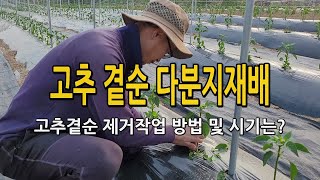 고추곁순 다분지재배 / 곁순 작업은 이렇게.. 방법과 시기는? 다수확 고추