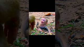 lily Cry-ing for milk b-aby ! #monkey #libby #animals??? #monkey #rainbow monkey