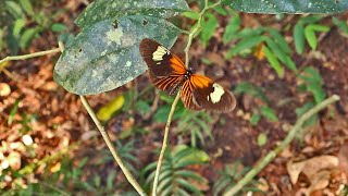 Schulfilm-DVD: The Tropical Rainforest Ecosystem (DVD / Vorschau)