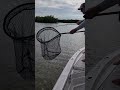 drew pulls in a giant tripletail dec 2022. ten thousand islands florida