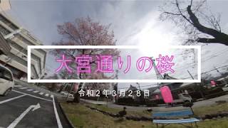 【南信州・飯田】大宮通りの桜（つぼみ）ぐるっと２分３０秒