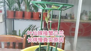 刚哥养花经验分享，叶仙嫁接的蟹爪兰长得慢原来是这里的原因