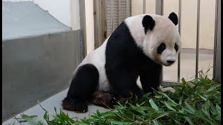 團團走路腿軟影片曝光！動物園證實：病情有惡化