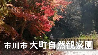 市川散歩紀行_大町公園で紅葉狩り