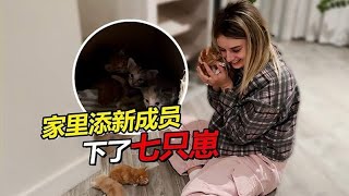 【合集】离别回俄罗斯奶奶不舍落泪，家里添新成员小猫下七只！